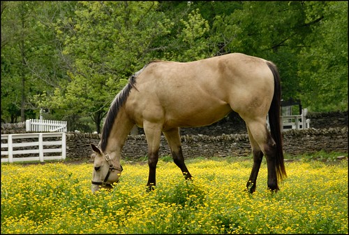 horse kentucky pleasanthill shakervillage
