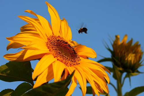 morning canada flower sunrise early flying bee sunflower pei charlottetown