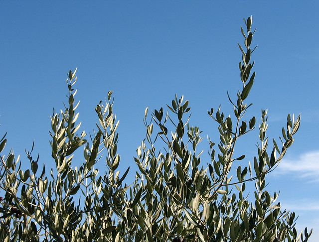 Olive tree and sky