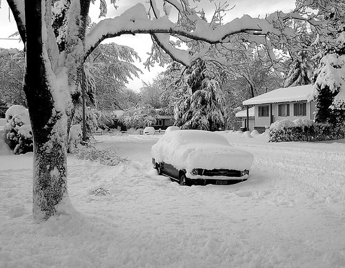 blackandwhite white snow cold tree ford 2004 car nevada mustang reno treelimbs 1967mustang treesnow graewarren renosnow sonydscp10cybershot5mp