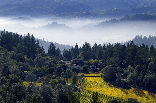 california ca mist fog landscape view napavalley napa vista winecountry