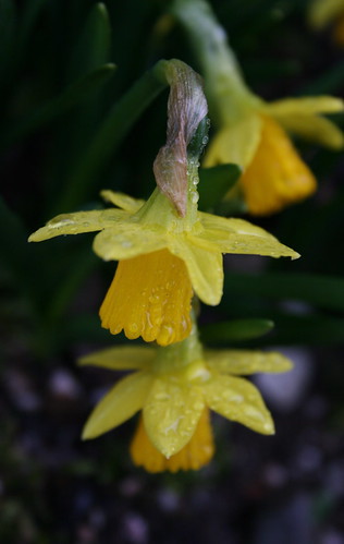 flowers yellow garden raindrops daffodils