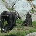 More gorillas
