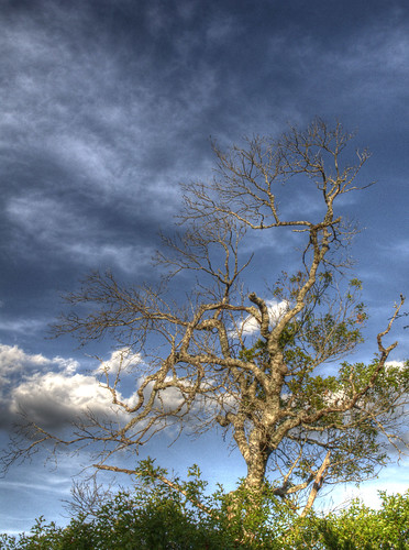sky tree oak distressed photomatix