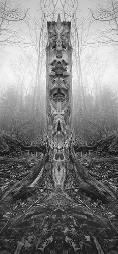 blackandwhite bw tree film wisconsin analog pareidolia mirror woods faces gray goblin demon mirrored 4x5 creature largeformat faerie viewcamera 5x4 cedarburg shenhao nathanmarciniak cedarburgbog