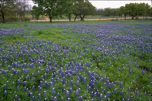 flower film landscape geotagged spring flora texas mason bluebonnet wildflowers hillcountry bluebonnets lupine filmscan stateflower texaswildflowers lupinustexensis masoncounty texasstateflower