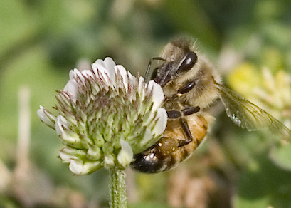 california home nature animals backyard bees fresno d60