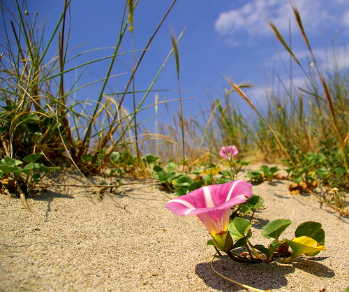 summer flower beach sand estate bell fiore spiaggia sabbia campanella
