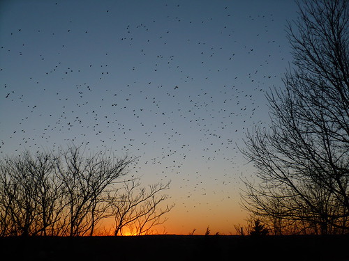 sunset birds manhattan ks hill flock kansas