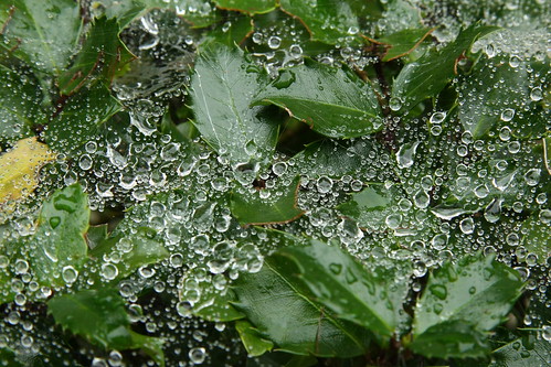 green nature rain foliage
