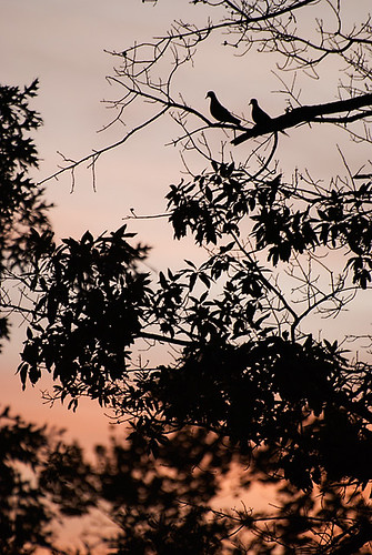 sunset tree birds wildlife