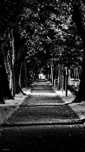 bw italy foglie alberi canon eos italia bn 2008 cuneo viale riflessione alberato 40d abigfave platinumphoto jodyart jodysticca