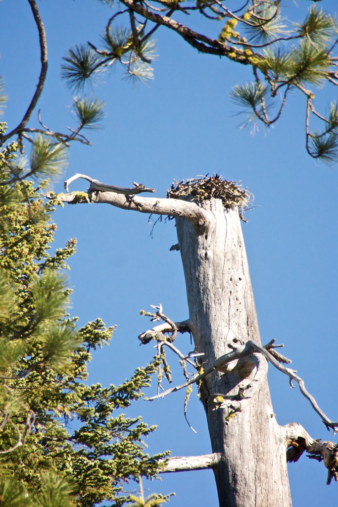 An Osprey Nest