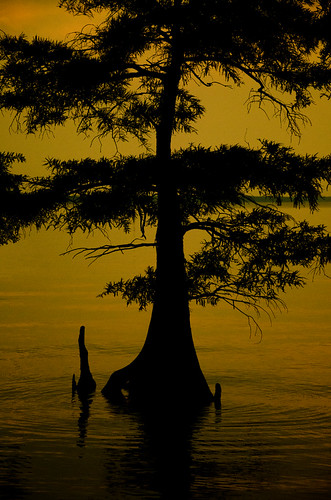 lake tree nature louisiana cypress knee caddolake oilcity sunsetcypress