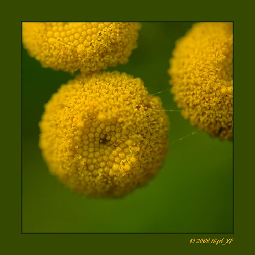flower yellow nikon blossom d70s nikond70s gelb bloom blume blüte nigel colorphotoaward ilovemypics nigelxf
