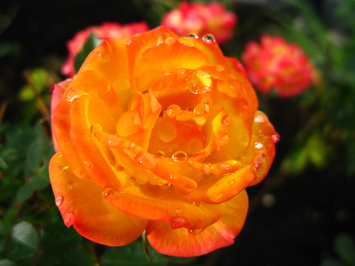 uk flower macro nature rain rose harlow essex