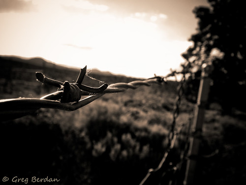 sunset sepia wire barbed