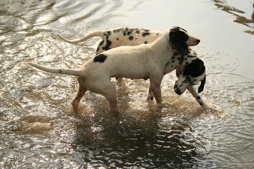 amigos dogs geotagged agua perros amistad jugando amigosinseparables geo:lat=19895243 geo:lon=97109442
