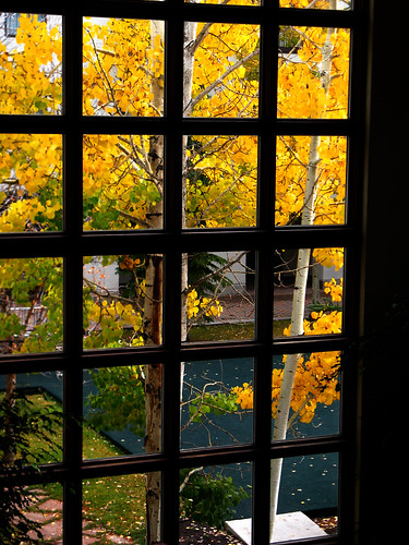 trees usa ski tree fall window leaves colorado view vail co birch gord i70 mckenna gordmckenna