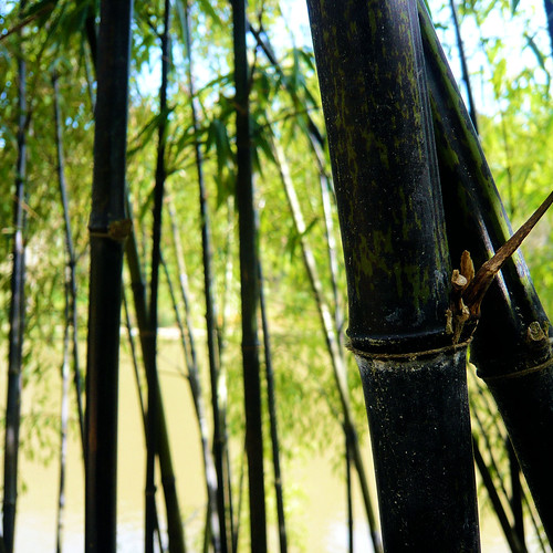 park black garden japanese noir jardin bamboo parc japon bambou japonais nigra maineetloire jardinjaponais chaume maulévrier parcoriental parcdemaulévrier maulévrierparc orientaljardin