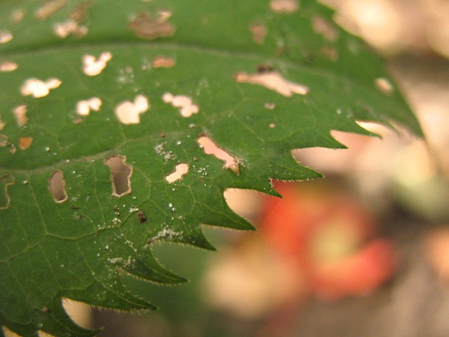 serrated leaf