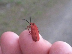 Red Beetle 
