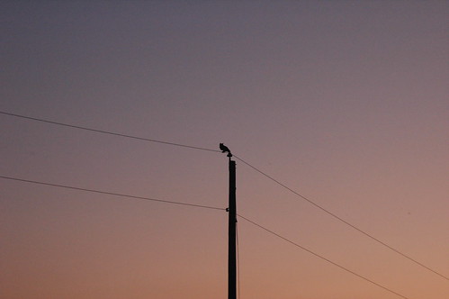 sunrise wire pole owl utilitypole telephonepole hoot greathornedowl electricwires