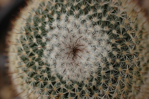 cactus mexico desert desierto coahuila saltillo cacto jessicasweettvid45