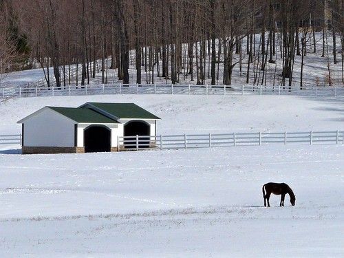 winter horse snow field fence michigan scenic panasonic serene serenitynow m22 pierport outdoorbeauty scenicmichigan fz18 scenicsnotjustlandscapes landscapesofvillagesandfields jimflix