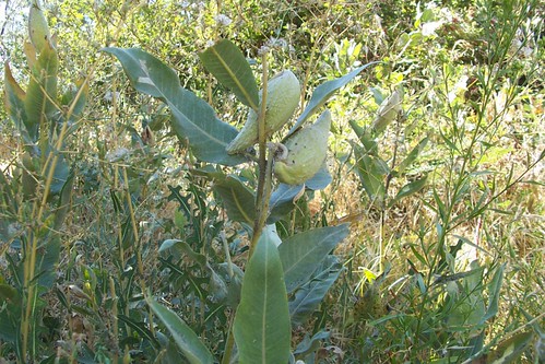 washington herbs milkweed