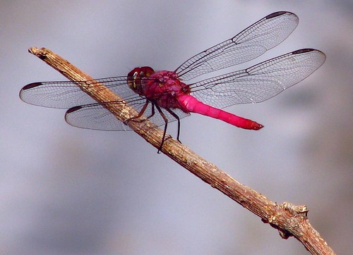 Dragonfly poser - Libélula - dragonfy - libelinha
