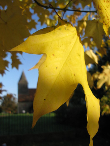 uk autumn macro tree church nature yellow harlow churchyard essex