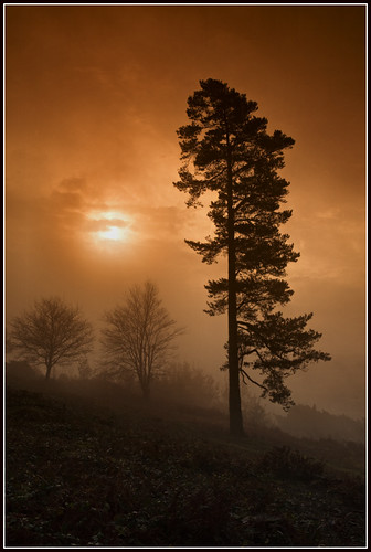 trees sun mist silhouette misty fog sunrise landscape geotagged dawn surrey 5d leithhill 24105mm geo:lat=51175876 geo:lon=0372401