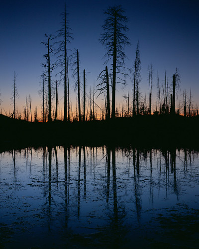 trees sunset lake reflection film landscape velvia 4x5 marsh largeformat 100f velvia100f