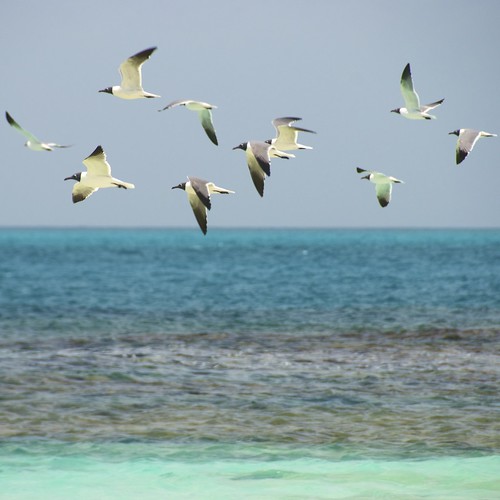 travel sea sky holiday seascape reflection bird tourism beach nature animals square landscape landscapes flying outdoor background group telephoto nautical reef antiguan antiguaandbarbuda 1802000mmf3556 cocoapoint