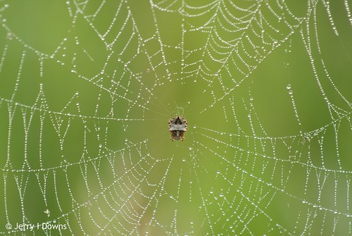 spider spiderweb indiana greenecounty goosepond jerryidowns