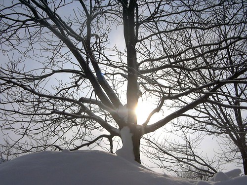 winter tree nature