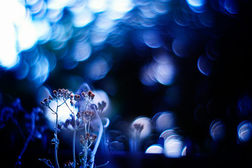 life blue digital 50mm evening still dof bokeh alive withered 2008 hue wilt f095 stillalive eventide explored canonf095 transmigration rd1s inlife beforedark epsonrd1s canon50mmf095 bokehwhores gettyimagesjapanq1 gettyimagesjapanq2