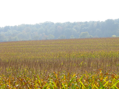 autumn corn fields cornfields sept2008