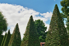 pointy trees - Photo of Nérondes