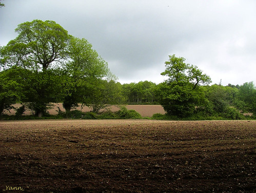 france tree nature field landscape brittany earth country culture bretagne terre campagne arbre champ