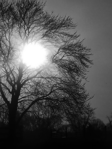 blackandwhite bw sun tree sunrise backlit