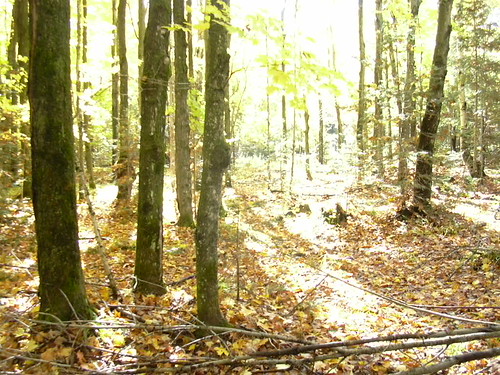 fall nature colors leaves wisconsin forest woods hunting bow northern pristine