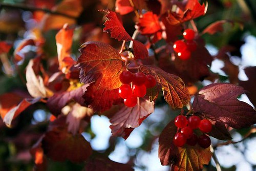 autumn red tree fall leaves washington berry branch berries foliage tacoma 4autumn