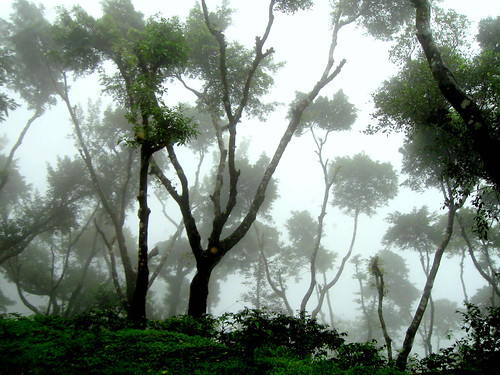 trees mist nature weather fog scene hills monsoon greenery karnataka southindia chikmagalur