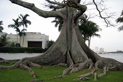 Florida - Palm Beach: Lake Trail - Kapok Tree