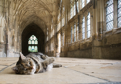 cat gothic mywinners isawyoufirst gloucestercathederal theperfectphotographer