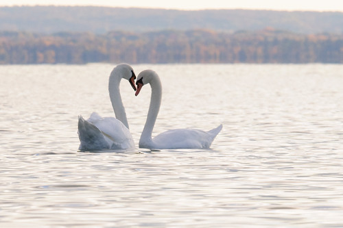 Swan - Heart