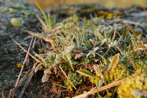 macro nature closeup frost