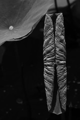 Emergant Lotus Leaf